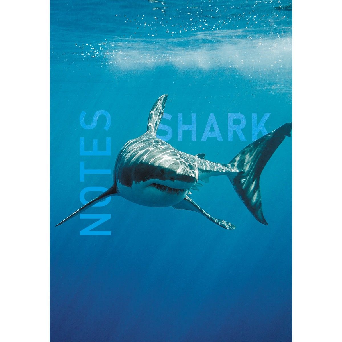   5 145  206 80   Shark    