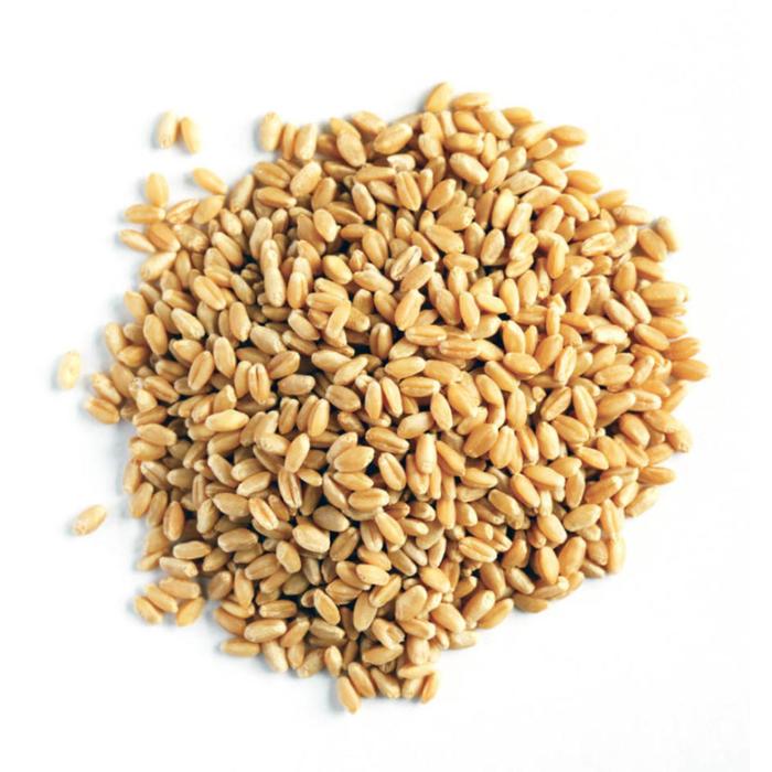 Семена Пшеница 25 кг